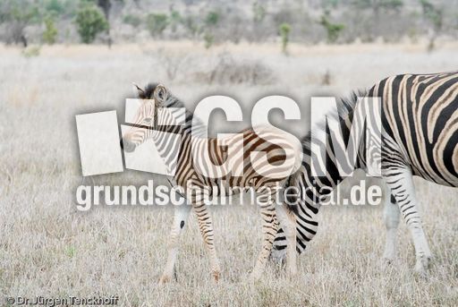 Zebra (2 von 28).jpg